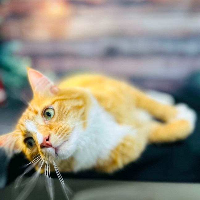 Photo of Thelonious   Located In Fitzroy 