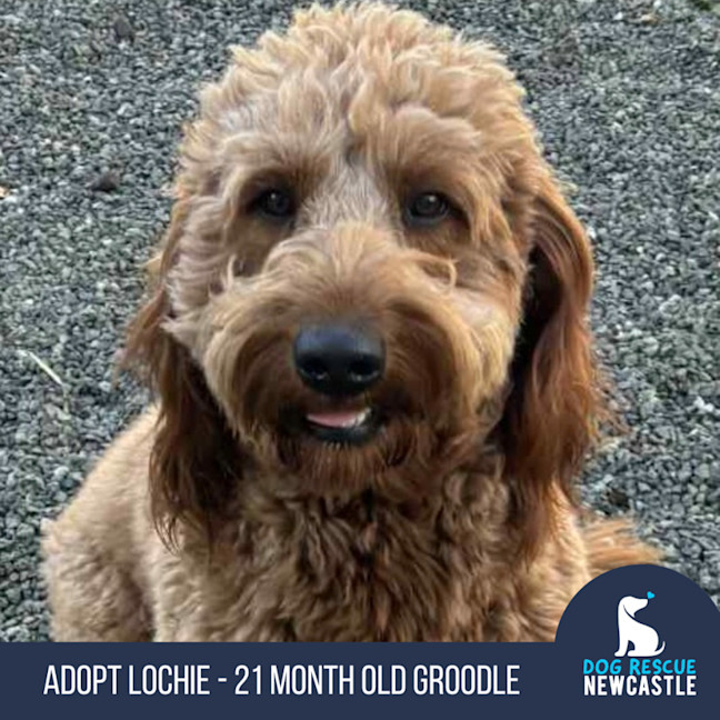 Photo of Lochie   21 Month Old Groodle