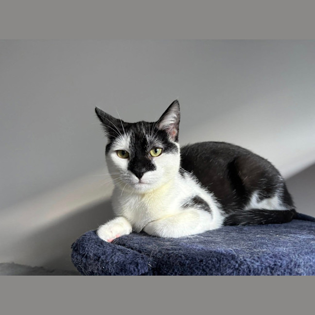 Photo of Luna