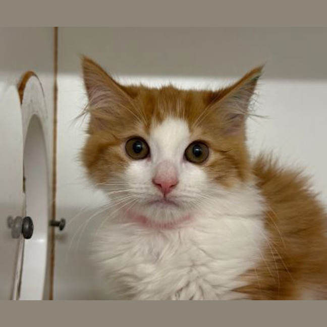 Photo of Clementine