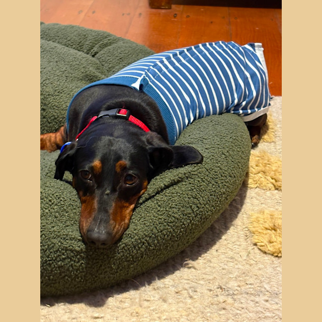 Photo of Harley   4 Year Old Dachshund