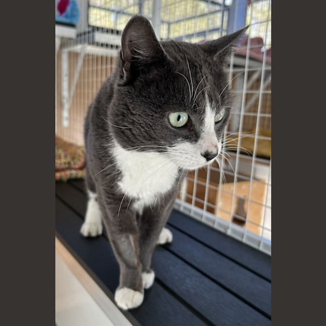 Photo of Comet