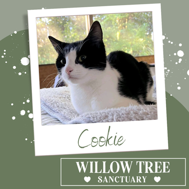Photo of Cookie