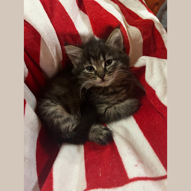 Photo of Luna (Lj) 