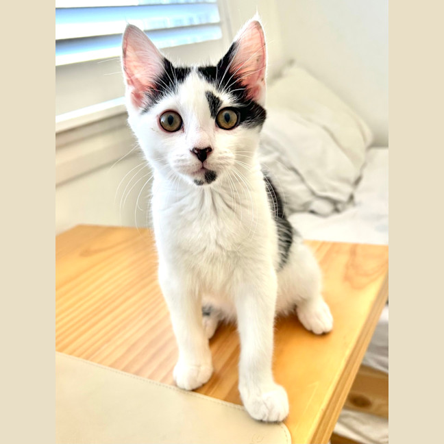 Photo of Pebbles 