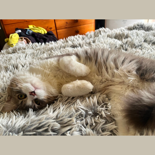 Photo of Oaken 😻 *9 Lives Project Rescue*