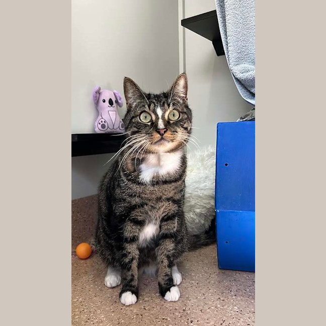 Photo of Thor