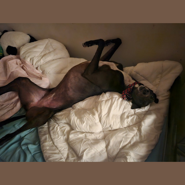 Photo of Roxy (With Rocky)