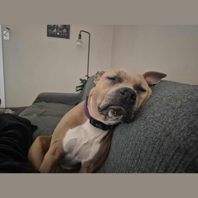 Photo of Tilly