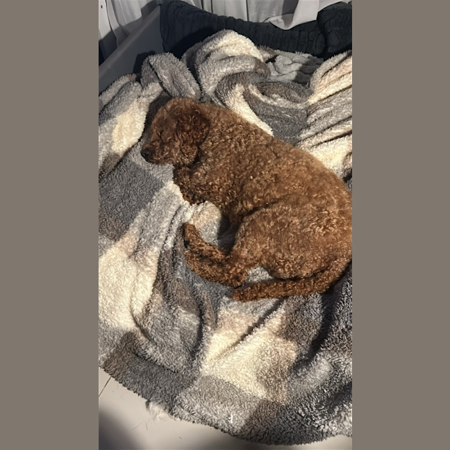 Photo of Theo