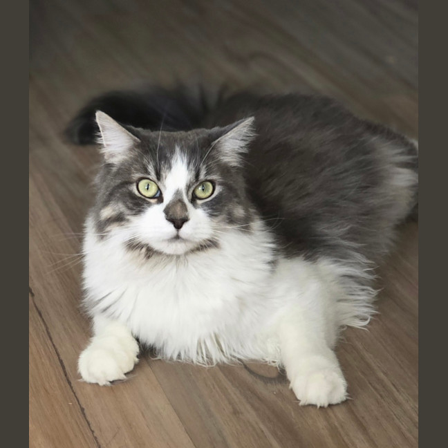 Photo of Master Earl Grey Meowington
