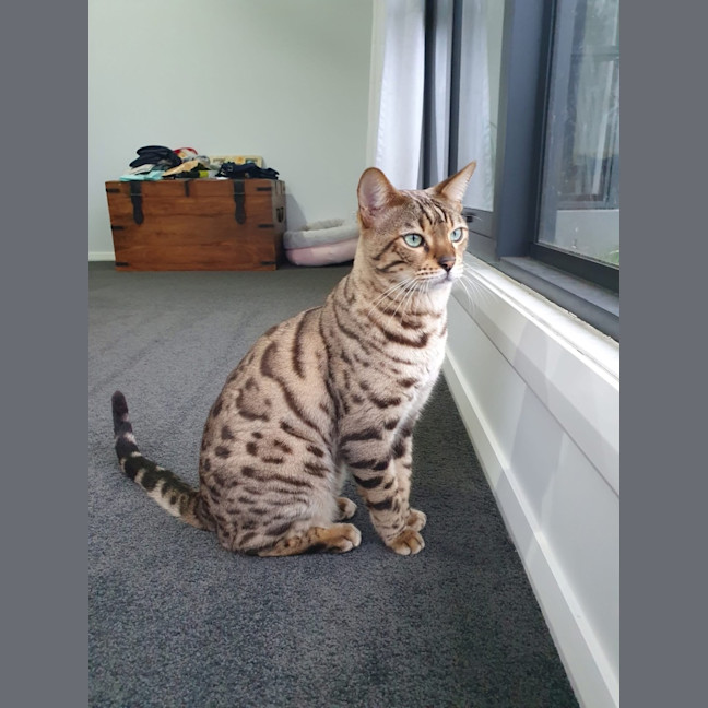 Photo of Benji
