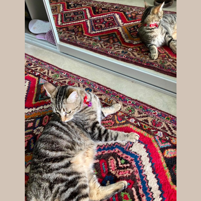 Photo of Luna