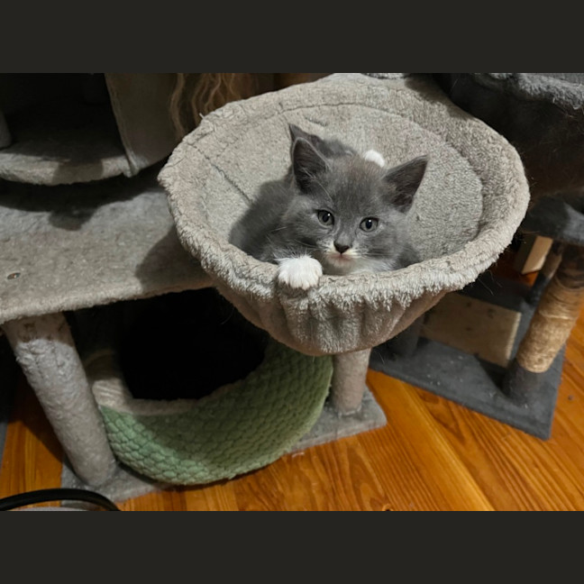 Photo of Razzle ** 2nd Chance Cat Rescue**