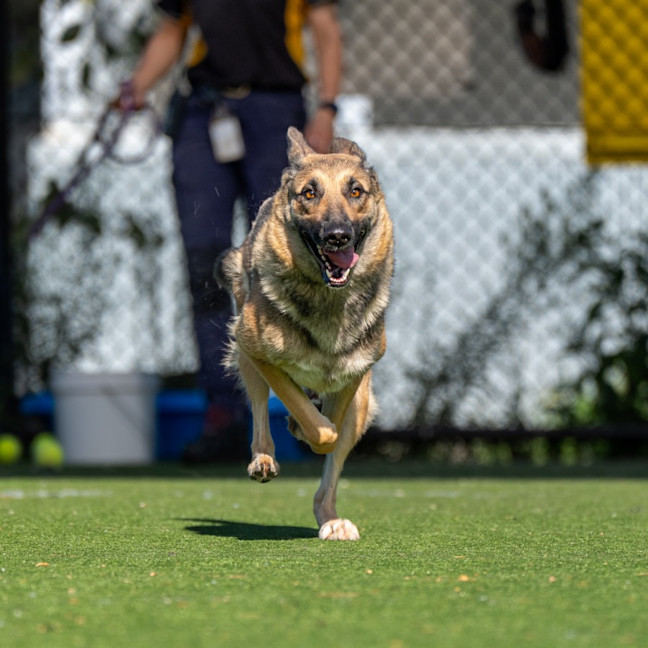 Photo of Stella Imp 10