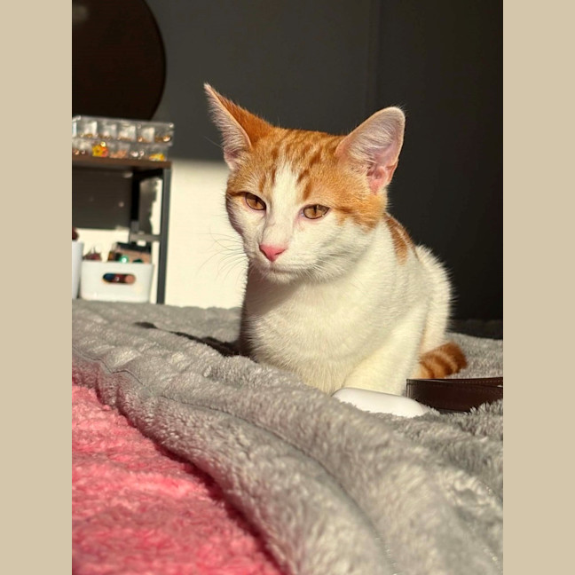 Photo of Crumpet