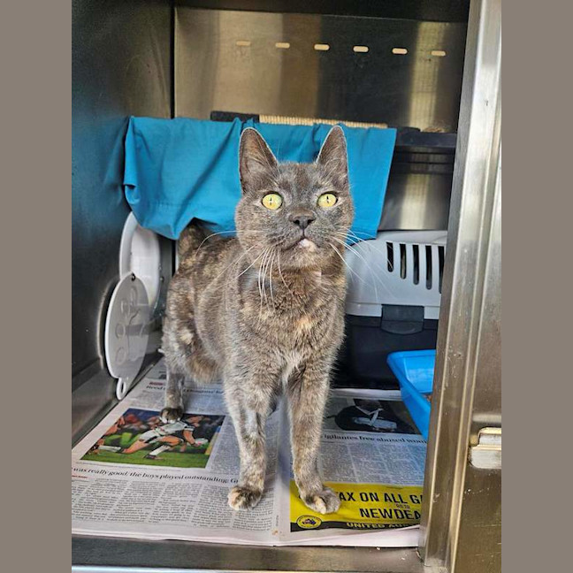 Photo of Smokey
