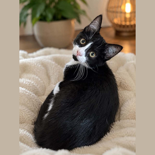 Photo of Moggle