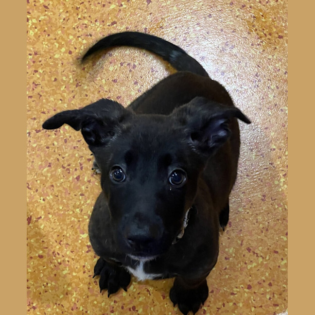 Photo of Jingle 