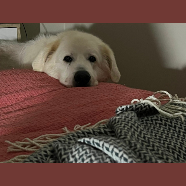 Photo of Mello