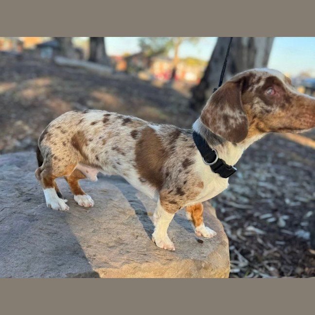 Photo of Snickerdoodle