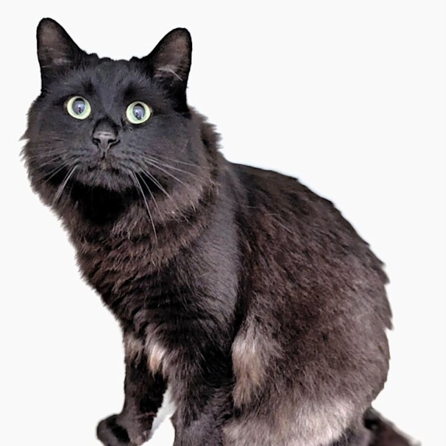 Photo of Bartholomew