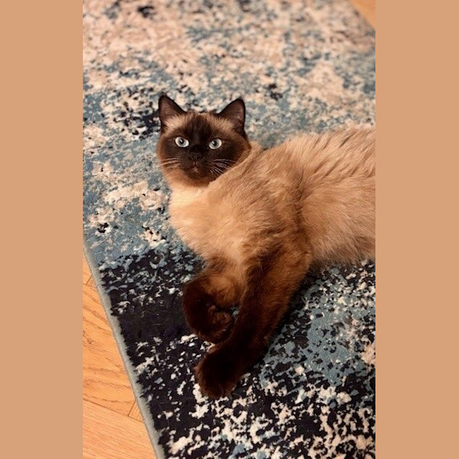 Photo of Truffle