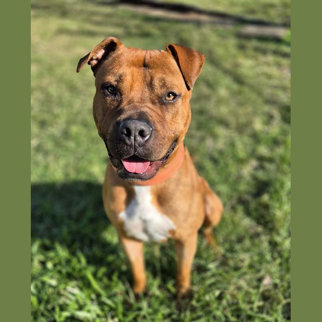 Photo of Juno