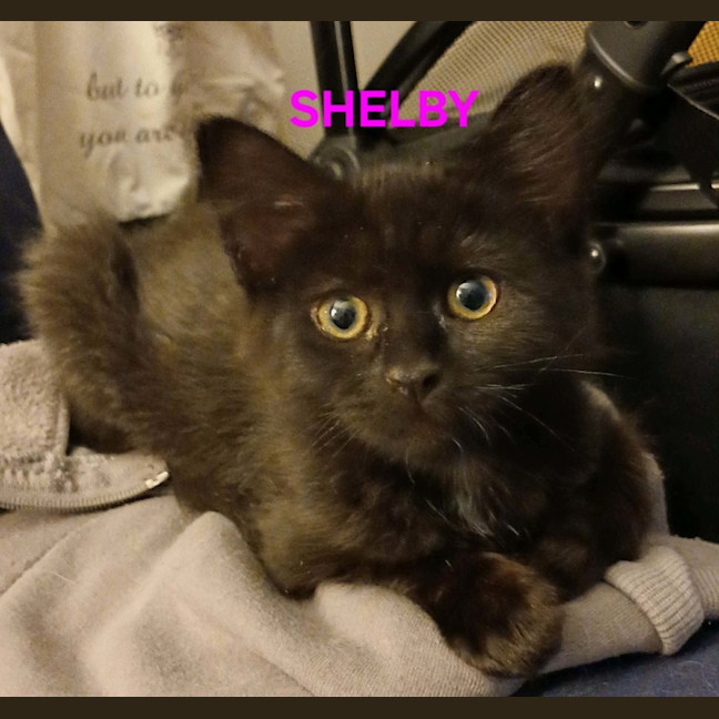 Photo of Shelby