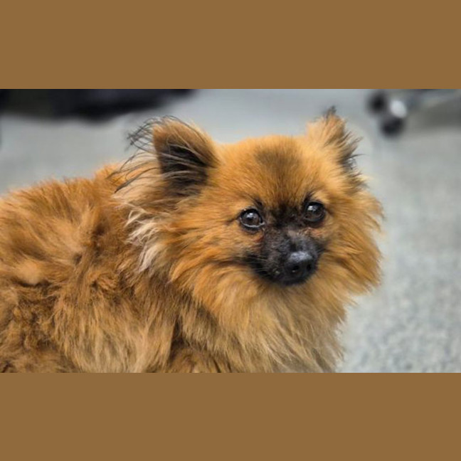 Photo of Gizmo