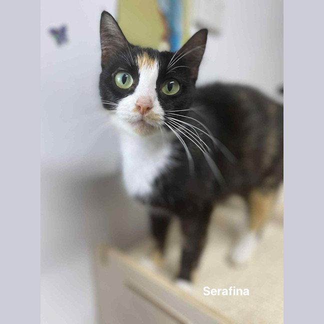 Photo of Serafina