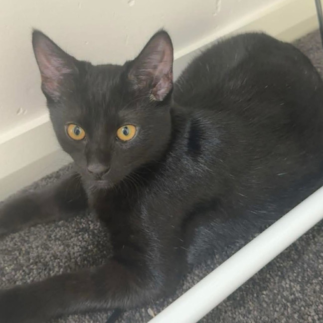 Photo of 13483   Kimmy