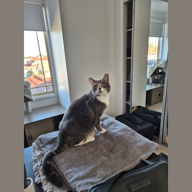 Photo of Pixie