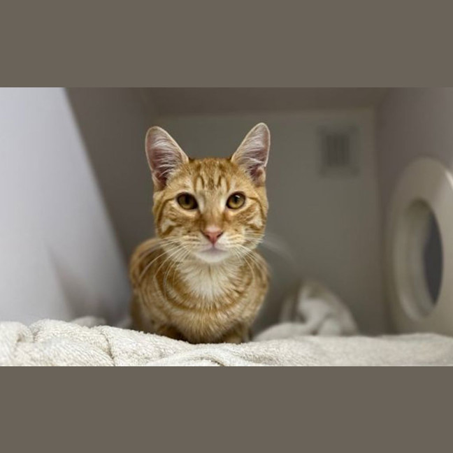 Photo of Sunstone