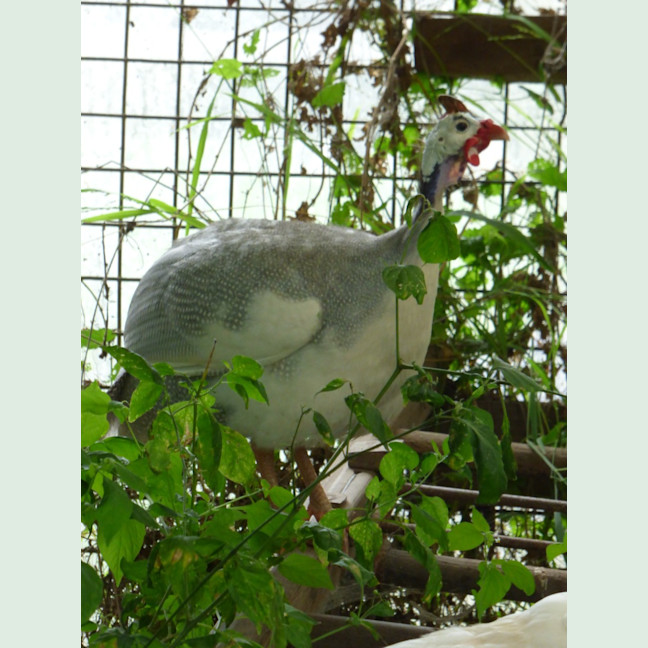 Photo of Guinea Fowl