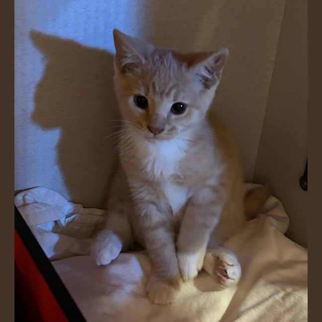 Photo of Nacho