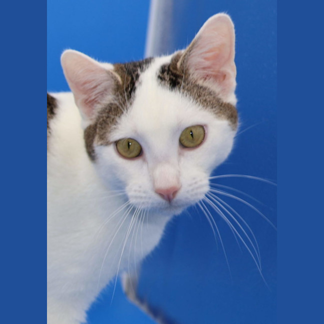Photo of Ethan   Available At Pet Quarters Broadmeadow