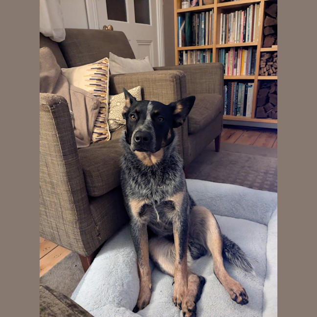 Photo of Snowy
