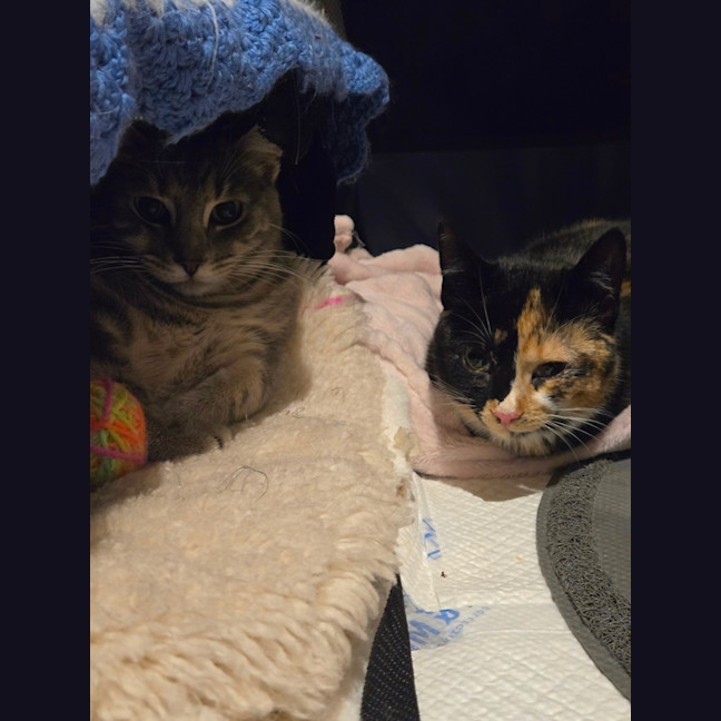 Photo of Tinkerbell & Sweet Chili