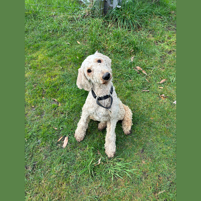 Photo of Milko