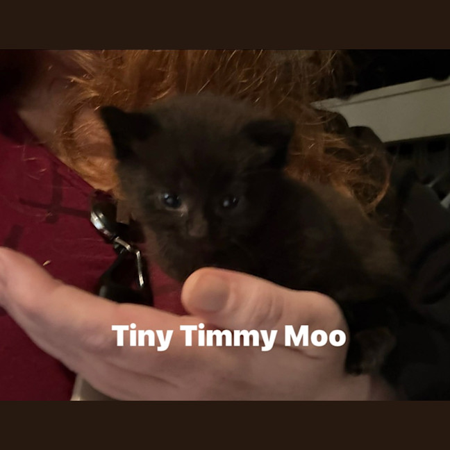 Photo of Tiny Timmy Moo
