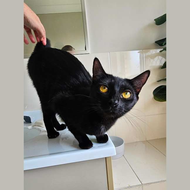 Photo of Chloe 🐈‍⬛💛🐾