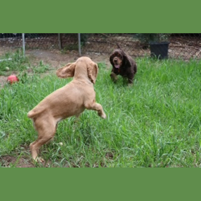 Photo of Dusty & Misty