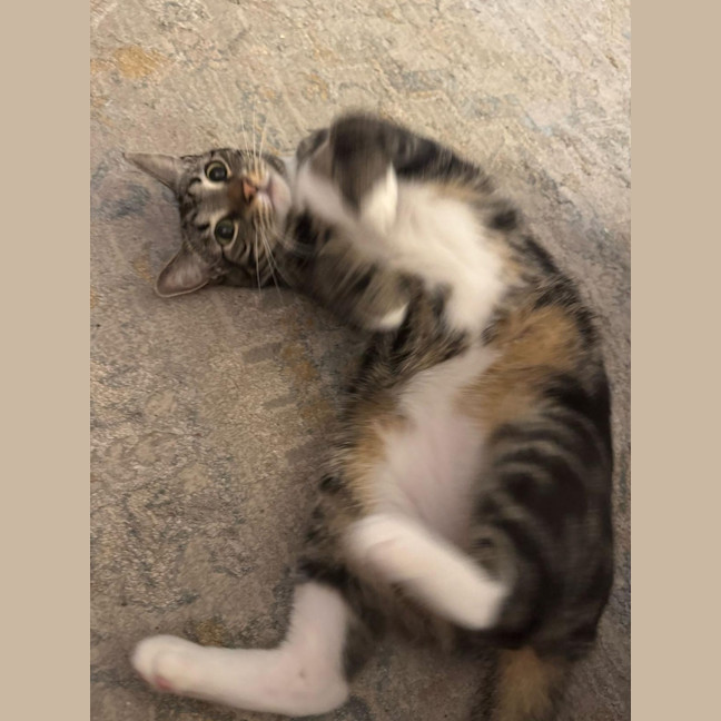 Photo of Alfie And Vinnie 