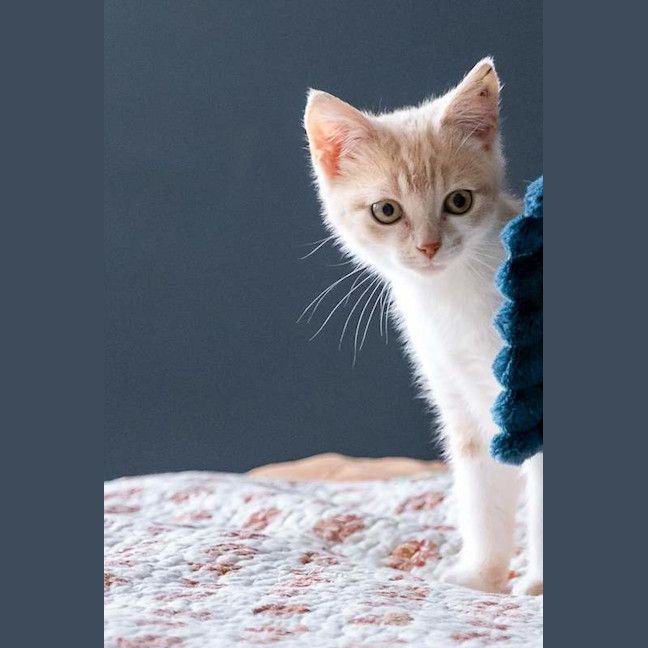 Photo of Blossom