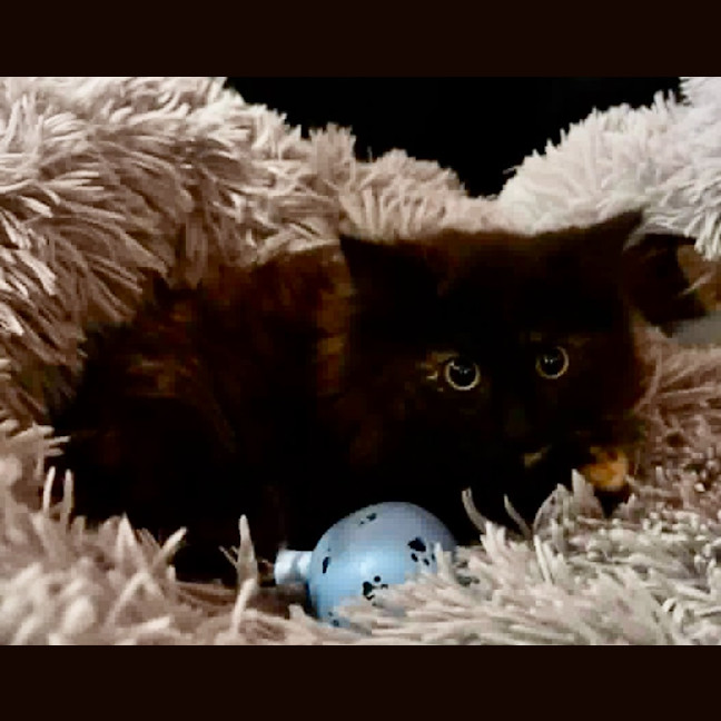 Photo of Iris