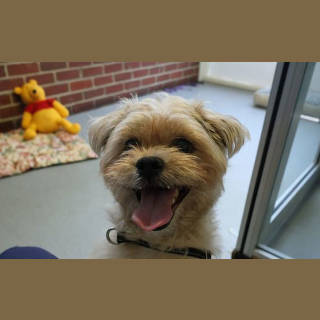 Photo of Simba
