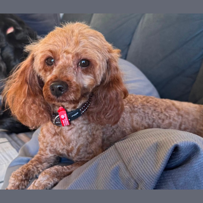 Photo of Buddy 