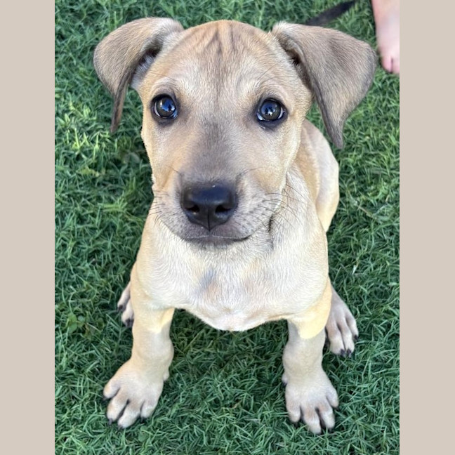 Photo of Maple