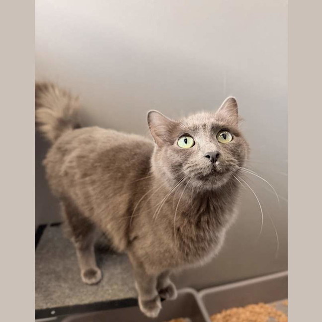 Photo of Luna